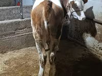 Buğa, Simmental cattle — foto 3