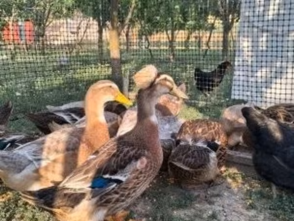 Ducks