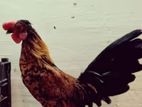 سراما — عکس 4