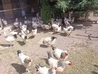 ساسکس — عکس 3