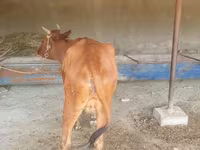 گاو ماده, گاو — عکس 3
