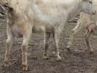 بز ماده, Saanen goat — عکس 7