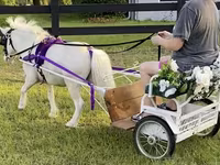 گھوڑا, Miniature horse — تصویر 2