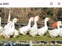 Geese — zdjęcie 5