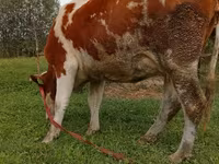 Krava, Simmental cattle — foto 3