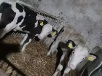 Krava, Russian Black pied cattle — fotografija 2