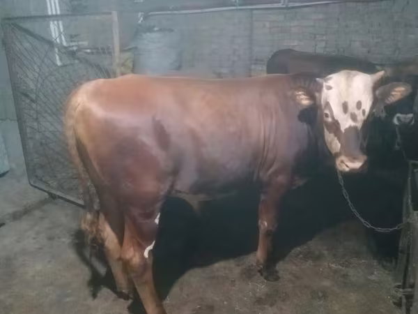 گاو نر, Simmental cattle