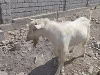 بز نر, Saanen goat — عکس 4