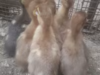 Ducks — 사진 2