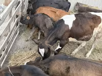 Бух, Russian Black pied cattle — 1 зураг