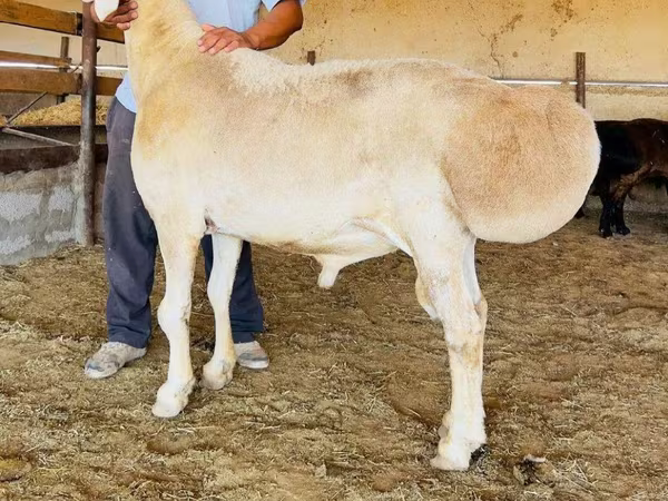 የጎትት አውራ በግ, Sheep
