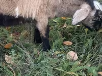 Koza, Nubian Goat — zdjęcie 4