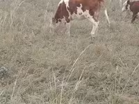 Krava, Simmental cattle — fotografija 2