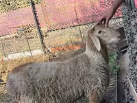 Beran, Hissar sheep — foto 2
