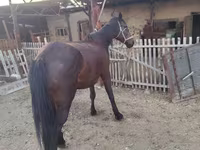 مادیان, اسب — عکس 2