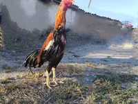 Chickens — foto 2