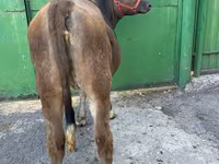 Lo’, Swiss cattle — sawirka 2
