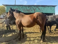母马, Horses — 照片 3