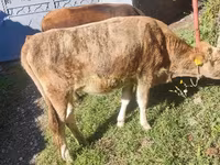 Kuh, Simmental cattle — Foto 1