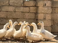 Německý pekin — foto 1