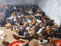 Chickens — عکس 2