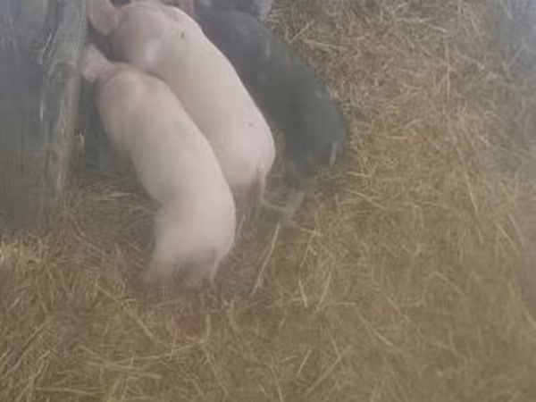 ሴት አሣማ, Pigs