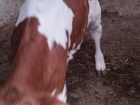 Lembu jantan, Cattle — foto 1