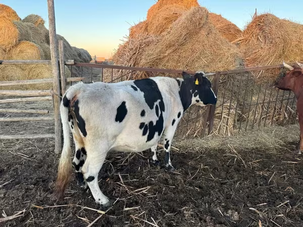 ላም, Latvian Blue cattle