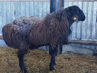 Beran, Hissar sheep — foto 1