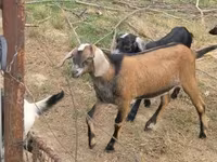 بز نر, Nubian Goat — عکس 3