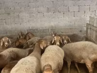 Schaf, Arashan sheep — Foto 1