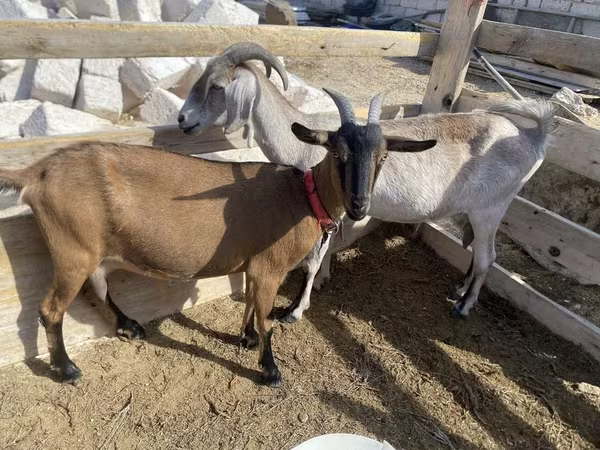 雌ヤギ, Saanen goat
