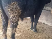 Ng'ombe dume, Aberdeen – Angus — picha 1