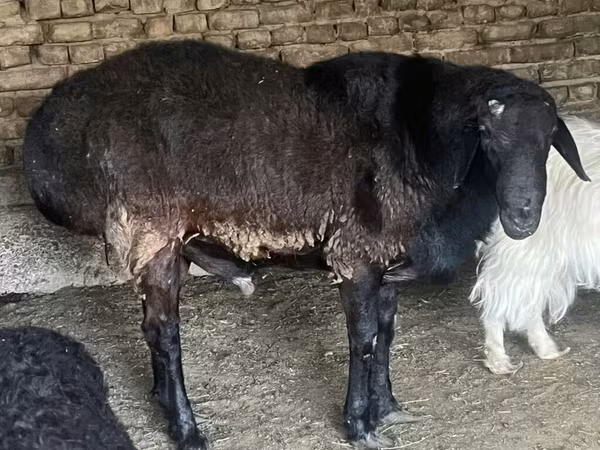 ვერძი, Hissar sheep