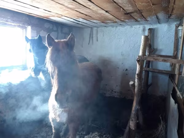 Hingst, Kazakh horse