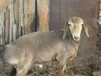 Vædder, Edilbay sheep — foto 1