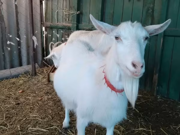 بز ماده, Saanen goat