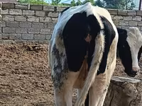 Ko, Simmental cattle — foto 3