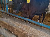 Vacă, Aberdeen-Angus — foto 1