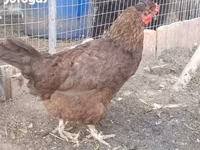Chickens — zdjęcie 3