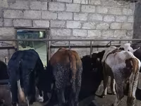 Taureau, Russian Black pied cattle — photo 5