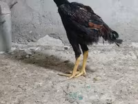 Chickens — عکس 6