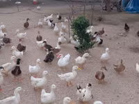 Ducks — عکس 2