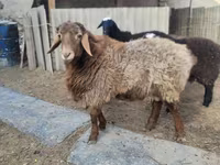 قوچ, Arashan sheep — عکس 1