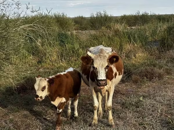Krava, Latvian Blue cattle