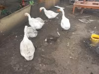 Geese — 1-rasm