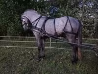 گھوڑا, Lipizzaner — تصویر 4
