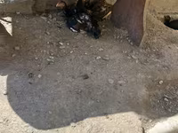 Chickens — Foto 6