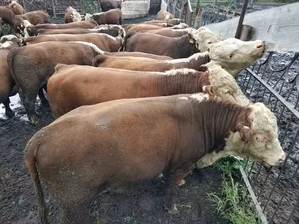 Ng'ombe wa Kazakh mwenye kichwa cheupe