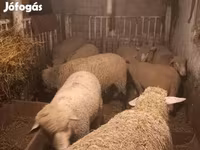 Хонь, Хонь — 4 зураг